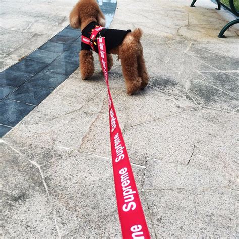 supreme dog leash.